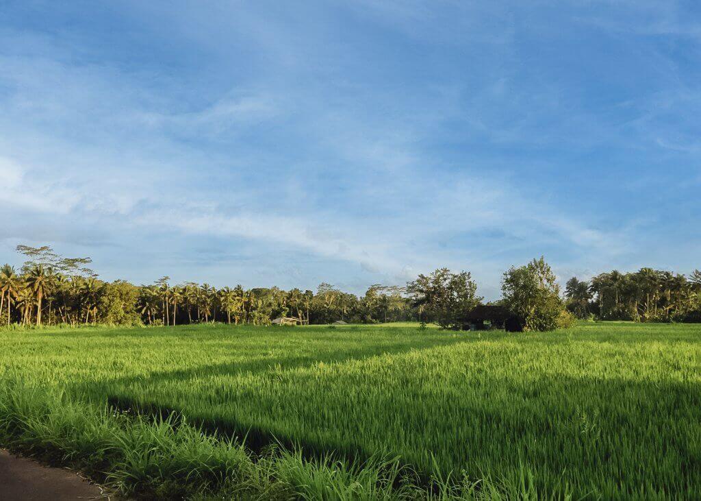 Scenic views and countryside routes passed during the Majestic VW Tours experience at Pertiwi Adventure Bali