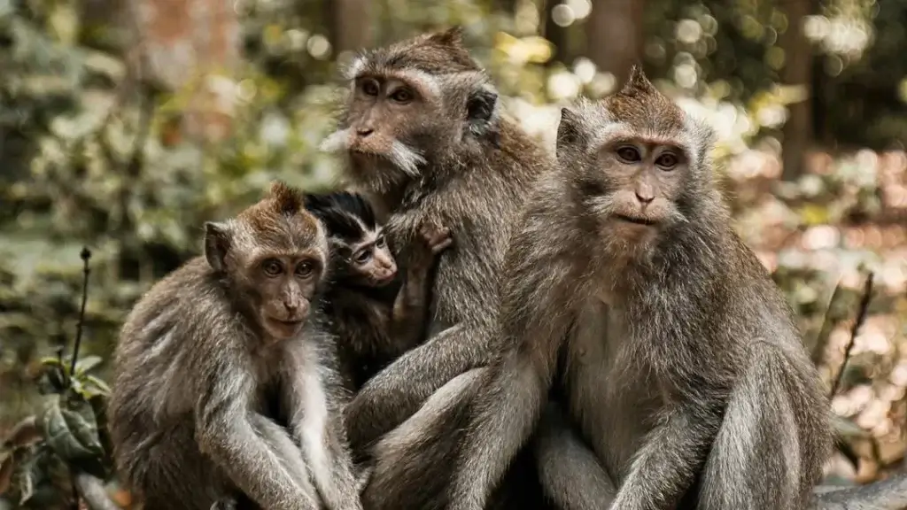 Sacred monkeys roaming freely at Sangeh Monkey Forest surrounded by lush tropical trees in Bali